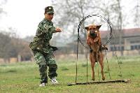 Hành vi và huấn luyện chó